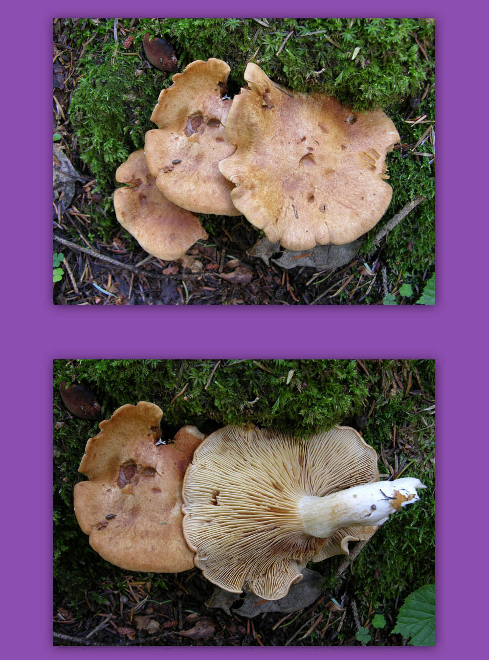 3 Cortinarius.